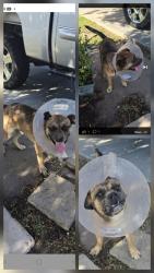 Reunited Male Dog last seen Lanaca St., South San Jose Hills, CA 91792