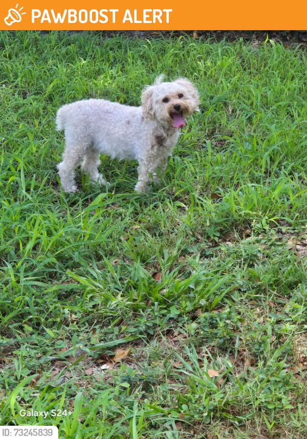 Found/Stray Unknown Dog last seen Northlake blvd and Roan Lane, West Palm Beach, FL 33403