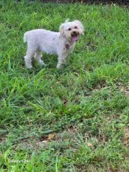 Found/Stray Unknown Dog last seen Northlake blvd and Roan Lane, West Palm Beach, FL 33403
