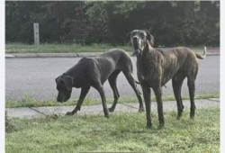 Reunited Unknown Dog last seen Pershing Road and sargent Daly dr, Chattanooga, TN 37421