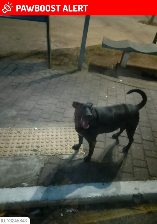 Lost Male Dog last seen Rua igarapé das rosas, vila industrial, Vila Sao Nicolau, SP 03254-340