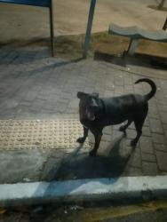 Lost Male Dog last seen Rua igarapé das rosas, vila industrial, Vila Sao Nicolau, SP 03254-340