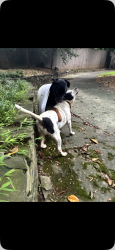 Reunited Male Dog last seen Collier Road and Peachtree Road, Atlanta, GA 30309