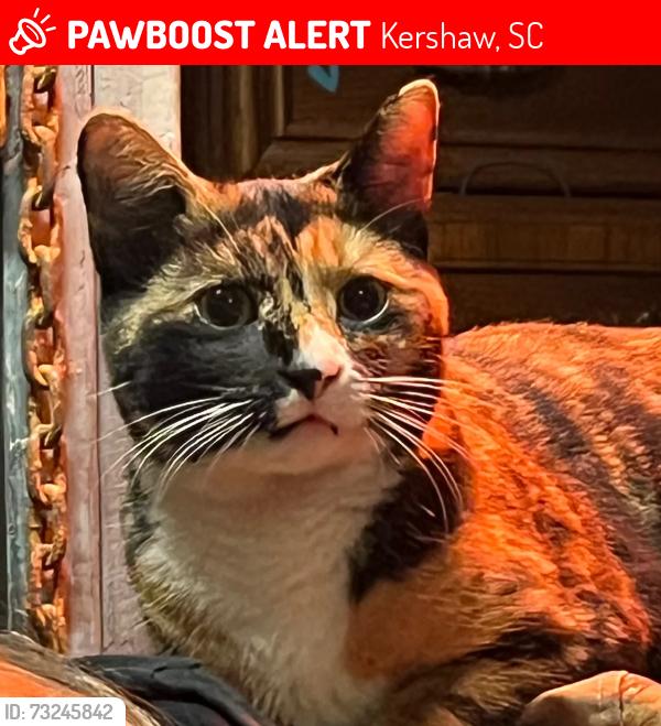 Lost Female Cat last seen Near Small’s in Kershaw, Kershaw, SC 29067