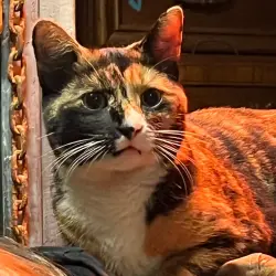 Lost Female Cat last seen Near Small’s in Kershaw, Kershaw, SC 29067