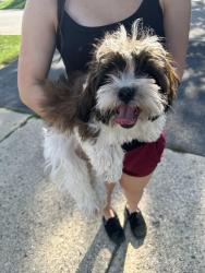 Lost Female Dog last seen 83rd and Normandy, Burbank, IL 60459