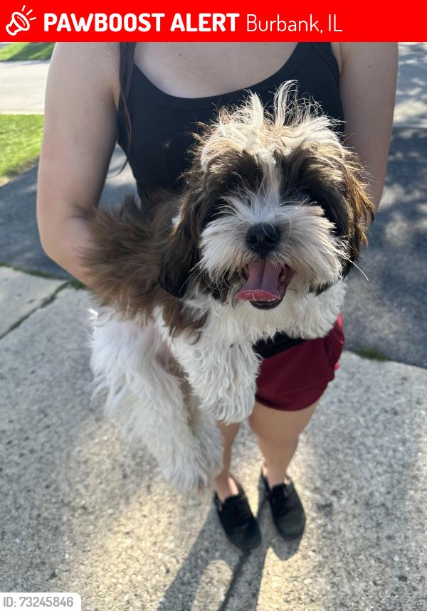 Lost Female Dog last seen 83rd and Normandy, Burbank, IL 60459