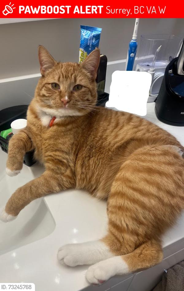 Lost Male Cat last seen 8A Ave & 160A St., Surrey, BC, Surrey, BC V4A 8W8