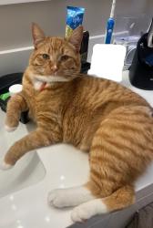 Lost Male Cat last seen 8A Ave & 160A St., Surrey, BC, Surrey, BC V4A 8W8