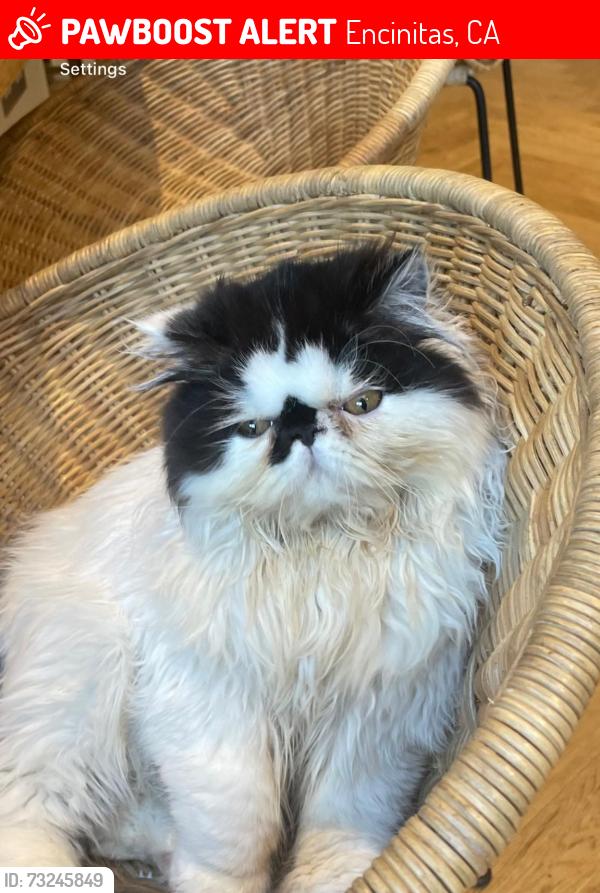 Lost Female Cat last seen Orkney Lane and Faith, Encinitas, CA 92007