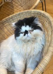 Lost Female Cat last seen Orkney Lane and Faith, Encinitas, CA 92007