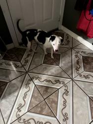 Found/Stray Female Dog last seen Montmarte Dr & Mont Blanc, El Paso, TX 79907