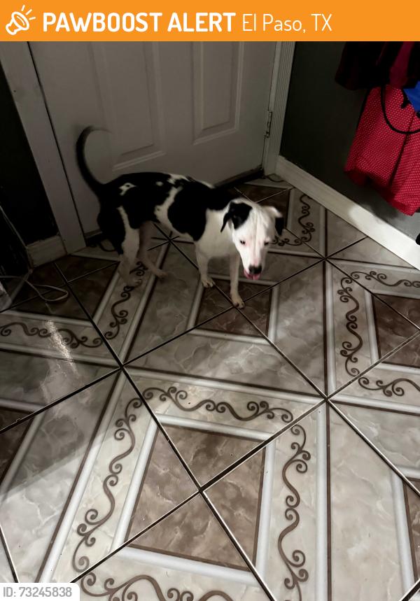 Found/Stray Female Dog last seen Montmarte Dr & Mont Blanc, El Paso, TX 79907
