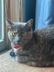 Lost Female Cat last seen West Carson st, Pittsburgh, PA 15204