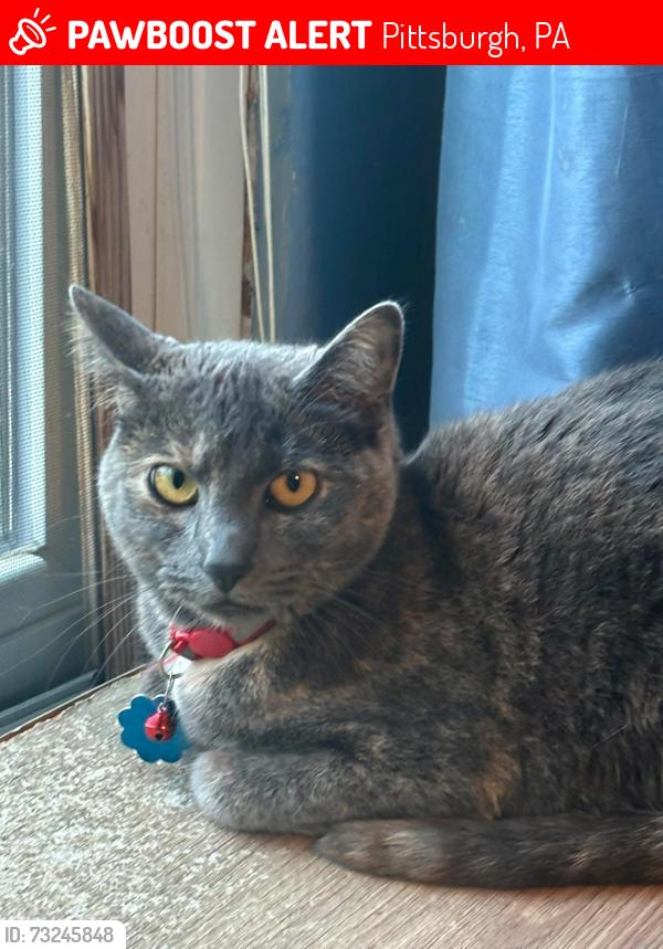 Lost Female Cat last seen West Carson st, Pittsburgh, PA 15204