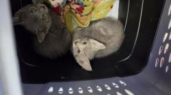 Shelter Stray Male Cat last seen peach st, Oakland, CA, 1101 29th Ave, Oakland, CA 94601, USA