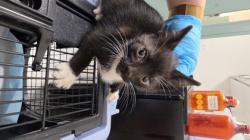 Shelter Stray Female Cat last seen peach st, Oakland, CA, 1101 29th Ave, Oakland, CA 94601, USA