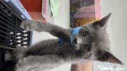 Shelter Stray Female Cat last seen peach st, Oakland, CA, 1101 29th Ave, Oakland, CA 94601, USA
