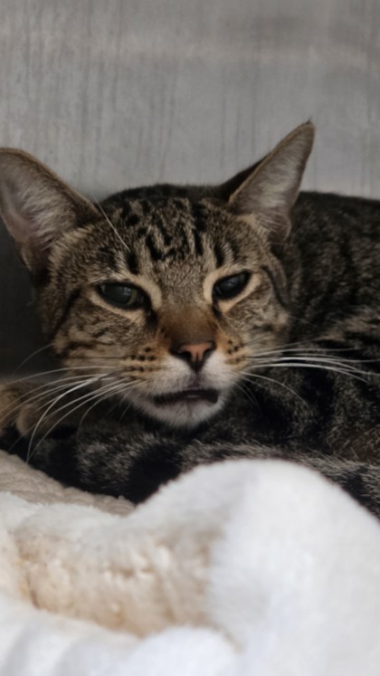 Shelter Stray Male Cat last seen Near International Blvd., Oakland, CA, 1101 29th Ave, Oakland, CA 94601, USA