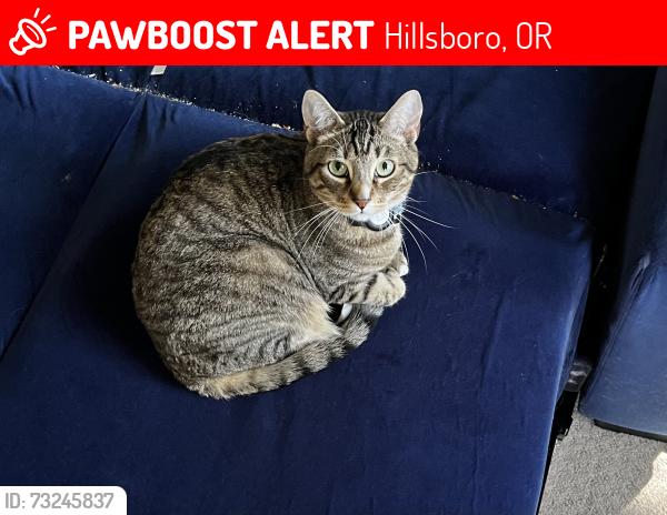 Lost Male Cat last seen Avamere, Hillsboro, OR 97123