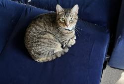 Lost Male Cat last seen Avamere, Hillsboro, OR 97123