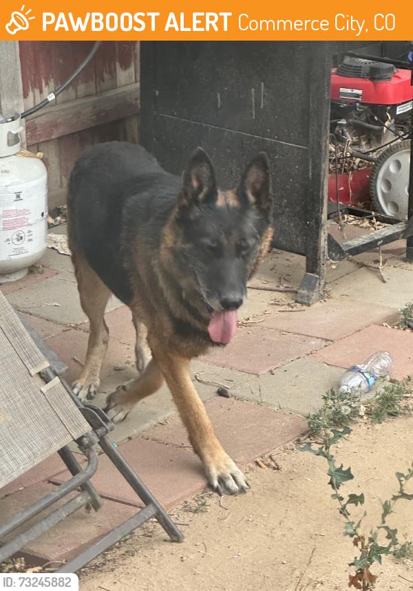 Found/Stray Male Dog last seen 62nd kearney, Commerce City, CO 80022