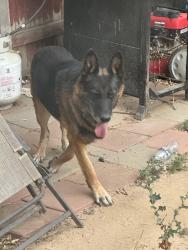 Found/Stray Male Dog last seen 62nd kearney, Commerce City, CO 80022