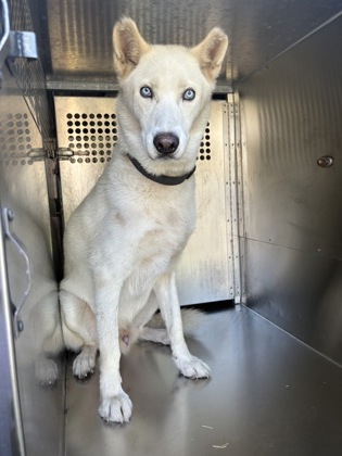 Shelter Stray Male Dog last seen Near COLLEGE AVE, Central District, TX, 355 Hillshire Dr, Haslet, TX 76052, USA