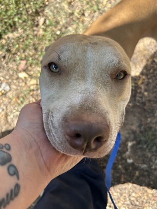 Shelter Stray Female Dog last seen Near CHILDRESS ST, Central District, TX, 355 Hillshire Dr, Haslet, TX 76052, USA