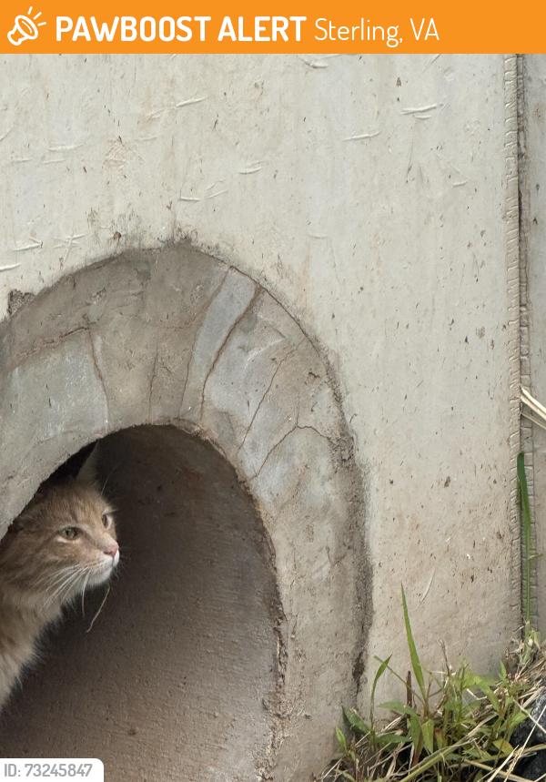 Found/Stray Unknown Cat last seen N Amelia and Hanover St, Sterling, VA, Sterling, VA 20164