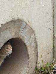 Found/Stray Unknown Cat last seen N Amelia and Hanover St, Sterling, VA, Sterling, VA 20164