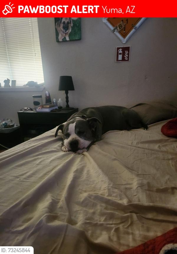 Lost Female Dog last seen Near E, Yuma, AZ 85367
