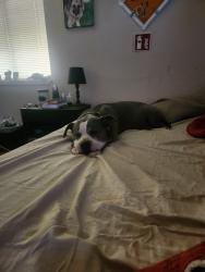 Lost Female Dog last seen Near E, Yuma, AZ 85367
