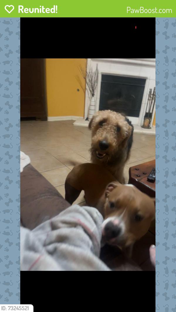 Reunited Male Dog last seen Velero and grand peninsula, Grand Prairie, TX 75054