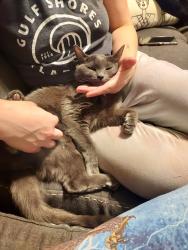 Reunited Female Cat last seen Indian Park Drive, Murfreesboro, TN 37128