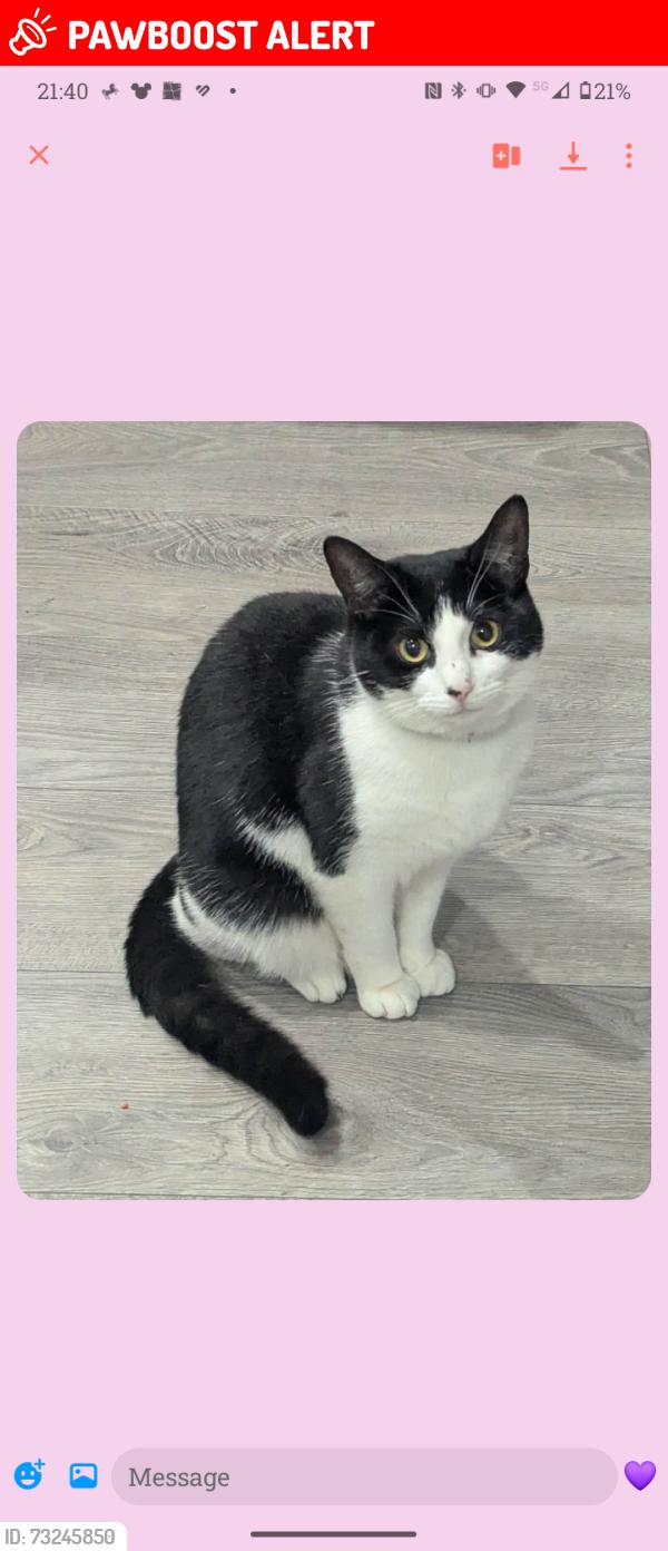 Lost Female Cat last seen Throckley AVE Acklam Middlesbrough, Middlesbrough, England TS5 8LG