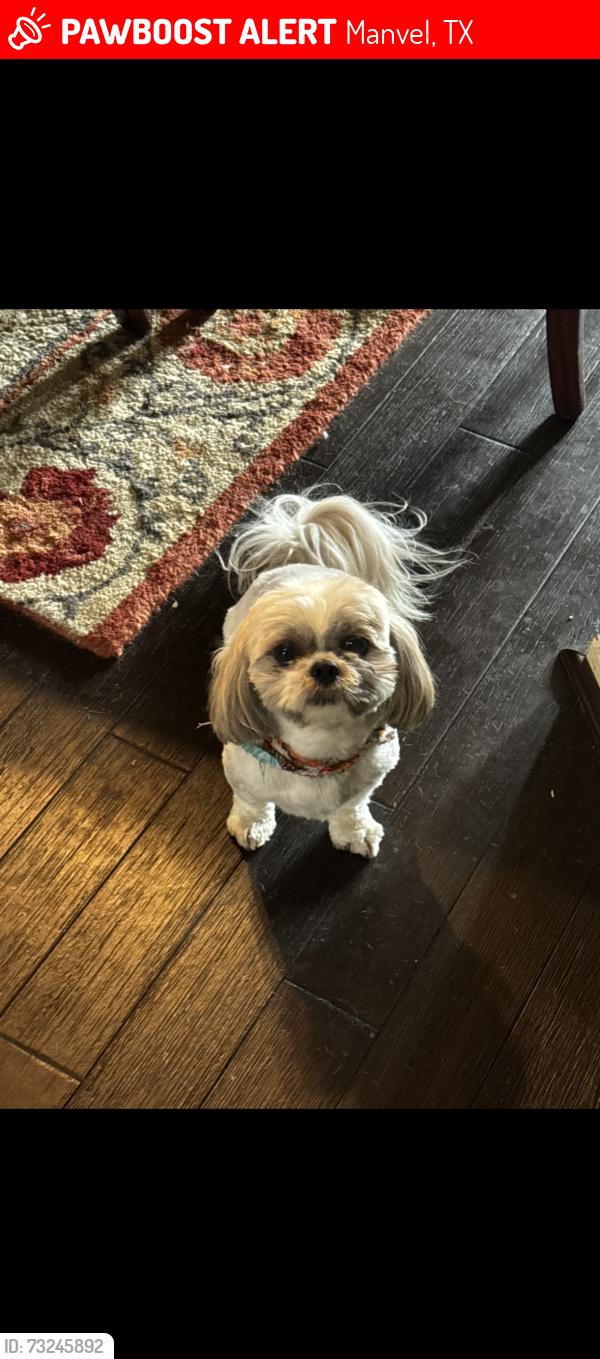 Lost Male Dog last seen By CVS in Manvel county rd 101, Manvel, TX 77578