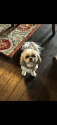 Lost Male Dog last seen By CVS in Manvel county rd 101, Manvel, TX 77578