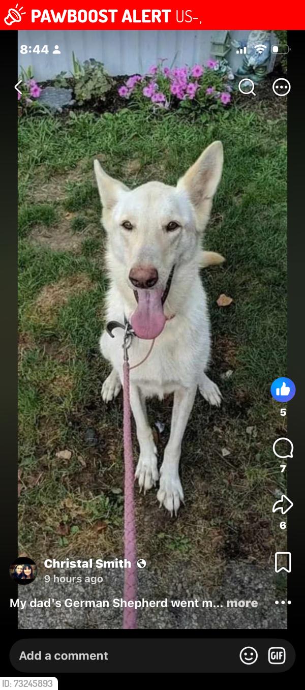 Lost Female Dog last seen Orient,ohio, US-62,  72616