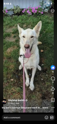 Lost Female Dog last seen Orient,ohio, US-62,  72616