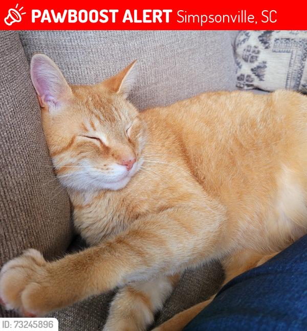 Lost Male Cat last seen Bruce Farm, Simpsonville, SC 29681