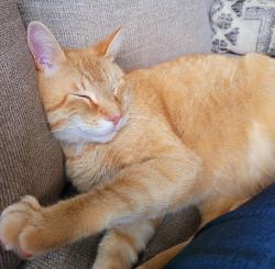 Lost Male Cat last seen Bruce Farm, Simpsonville, SC 29681