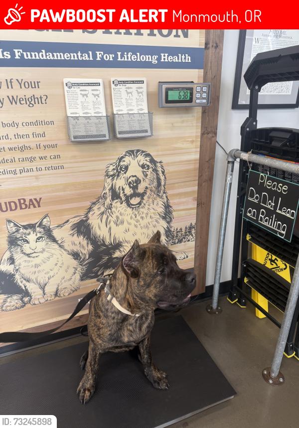 Lost Male Dog last seen Near Monmouth Ave N Monmouth, OR 97361 United States, Monmouth, OR 97361