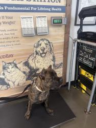 Lost Male Dog last seen Near Monmouth Ave N Monmouth, OR 97361 United States, Monmouth, OR 97361