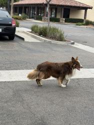 Found/Stray Unknown Dog last seen Sweetwater crossing shopping center, National City, CA 91950