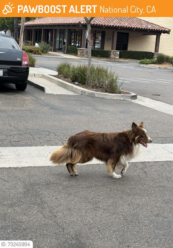 Found/Stray Unknown Dog last seen Sweetwater crossing shopping center, National City, CA 91950