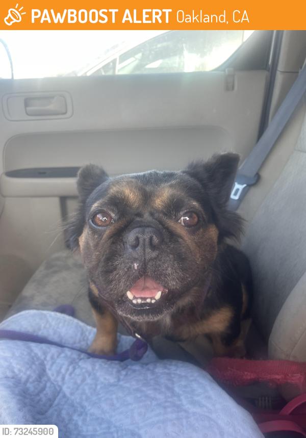 Found/Stray Female Dog last seen At San Antonio park, Oakland, CA 94606