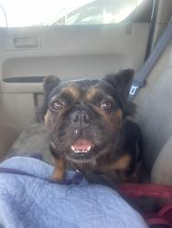 Found/Stray Female Dog last seen At San Antonio park, Oakland, CA 94606