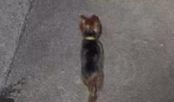 Lost Female Dog last seen D street antioch Ca, Antioch, CA 94509