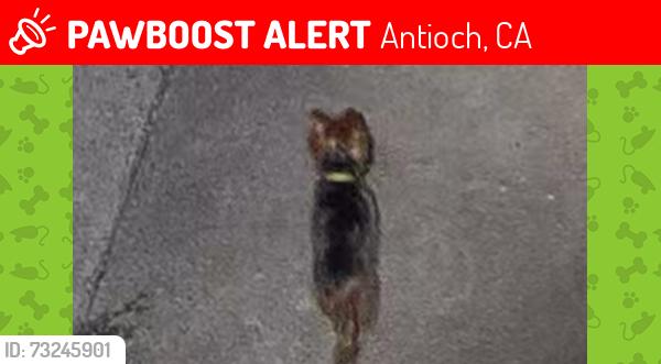 Lost Female Dog last seen D street antioch Ca, Antioch, CA 94509